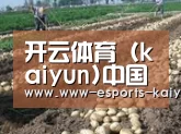 种植基地七(图1)