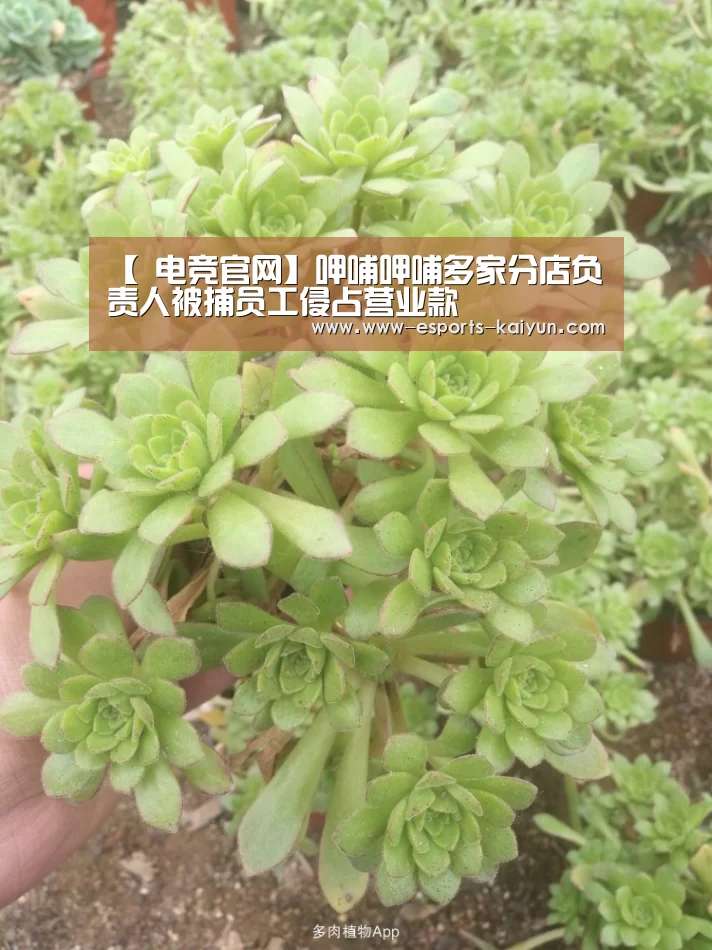 【 电竞官网】呷哺呷哺多家分店负责人被捕员工侵占营业款(图1) 电竞官网